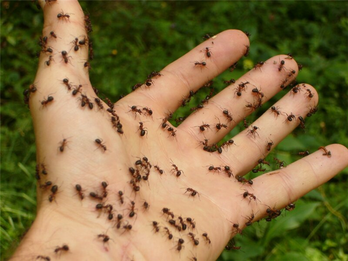 Почему же люди начинают панически бояться насекомых?