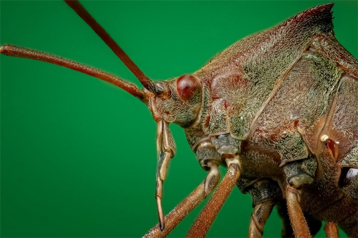 Как лечат инсектофобию?